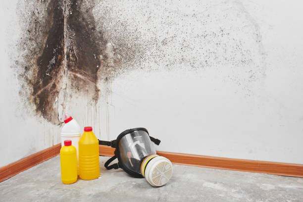 Best Emergency Mold Removal  in Spanish Springs, NV