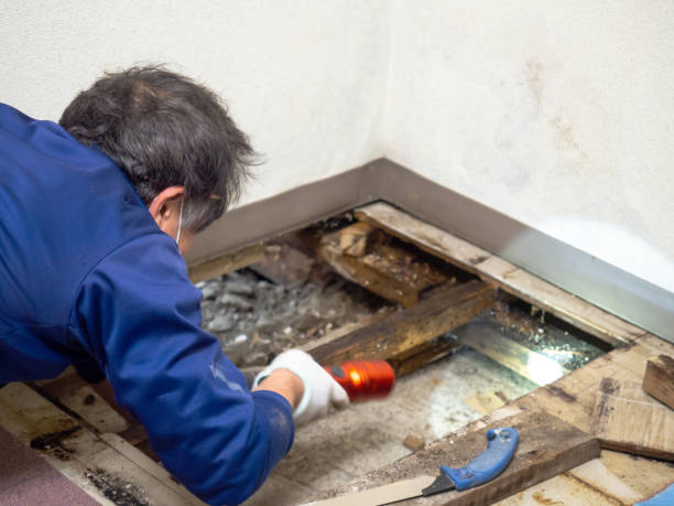 Best Crawl Space Mold Removal  in Spanish Springs, NV