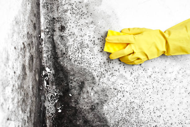 Best Commercial Mold Removal  in Spanish Springs, NV