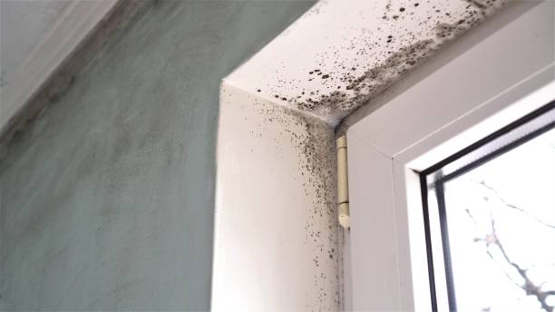 Best Same-Day Mold Removal  in Spanish Springs, NV