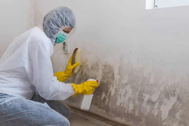 Best Mold Damage Repair  in Spanish Springs, NV
