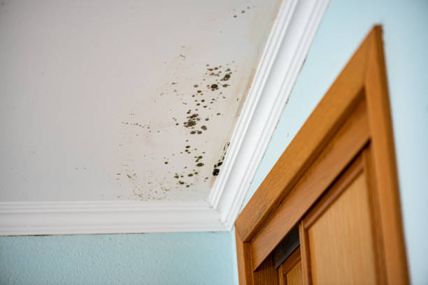 Best Mold Testing  in Spanish Springs, NV