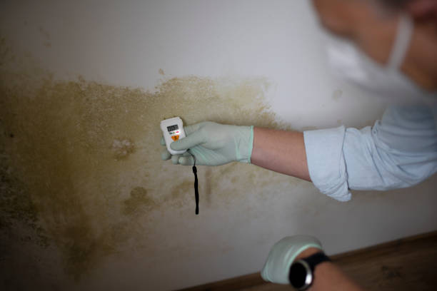 Best Professional Mold Removal  in Spanish Springs, NV