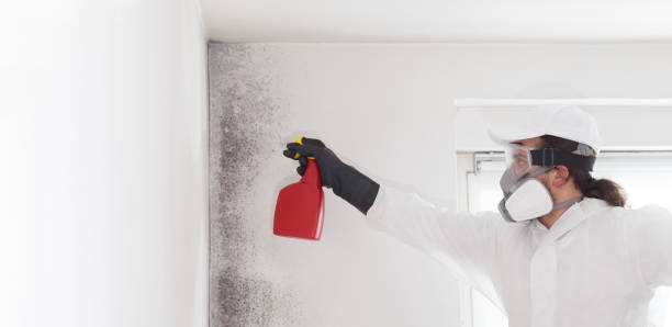 Best Best Mold Removal Companies  in Spanish Springs, NV