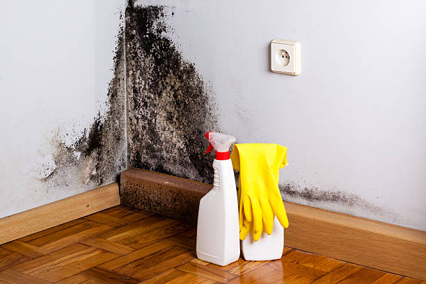 Best Home Mold Removal  in Spanish Springs, NV