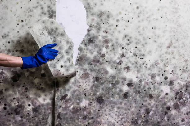 Best Water Damage Restoration  in Spanish Springs, NV