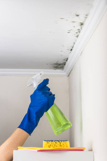 Best Commercial Mold Removal  in Spanish Springs, NV