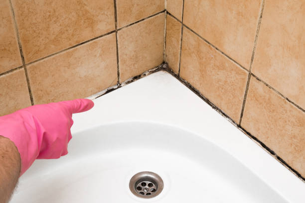 Trusted Spanish Springs, NV Mold Removal Experts